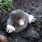 mole-13299_1280 mole-13299_1280