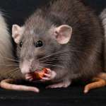 rat-min rat-min
