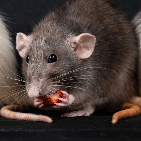 rat-min rat-min