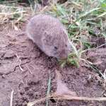 vole-688254_1280-min vole-688254_1280-min